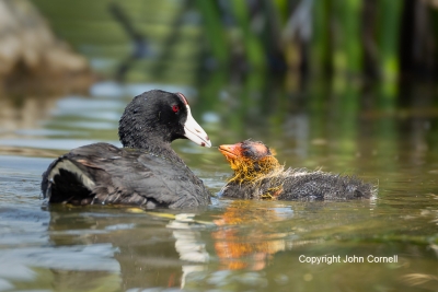 American-Coot;Coot;Feeding-Behavior;Fulica-americana;avifauna;bird;birds;chick;c